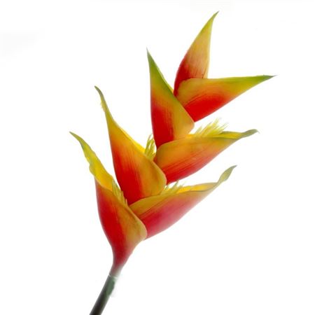 Artificial Heliconia Natural