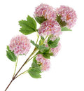 Artificial Virburnum Snowball Light Pink 96cm