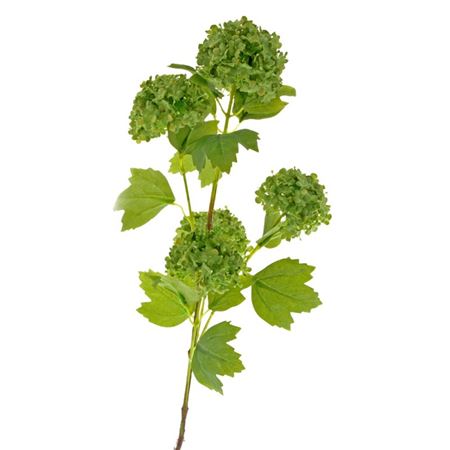 Artificial Vibernum Snowball Green 96cm