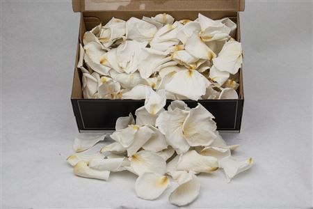 Artificial Preserved Rose Petals White 200g