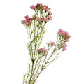 Artificial Wax Flower Spray Pink 77cm
