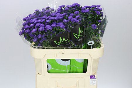 Farm Fresh Aster Astee Dark Milka(Bunch of 25 stems,length 70cm)