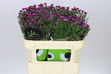 Farm Fresh Aster Flash(Bunch of 25 stems, Length 70cm)