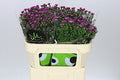 Farm Fresh Aster Flash(Bunch of 25 stems, Length 70cm)