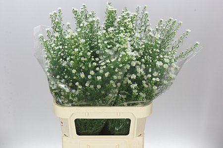 Aster Monte Cassino(Bunch of 25 stems,Length 85cm)