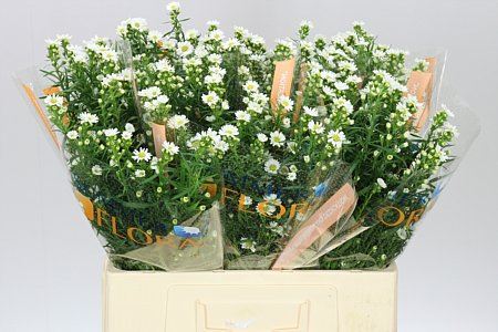 Farm Fresh Aster Paquita (Bunch of 25 stems , length 60cm)