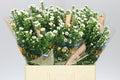 Farm Fresh Aster Paquita (Bunch of 25 stems , length 60cm)