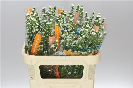 Farm Fresh Aster Paquita (Bunch of 25 stems, Length 80cm)