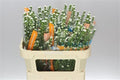 Farm Fresh Aster Paquita (Bunch of 25 stems, Length 80cm)