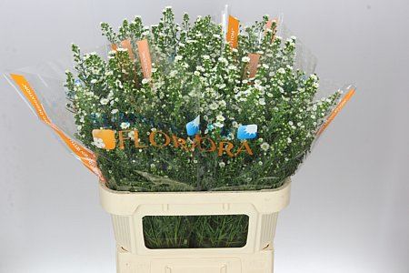 Farm Fresh Aster Paquita (Bunch of 25 stems, length 90cm)