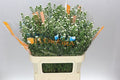 Farm Fresh Aster Paquita (Bunch of 25 stems, length 90cm)