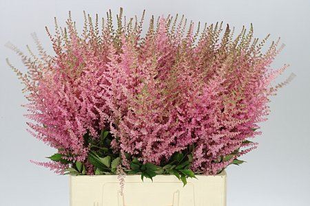 Astilbe Earth L Pink (Bunch of 20 stems, Length 70cm))