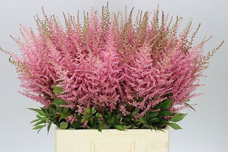 Farm Fresh Astilbe Erika (Bunch of 20 stems, Length 60- 70cm)