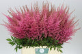 Farm Fresh Astilbe Romanze (Bunch of 20 stems ,length 70cm)