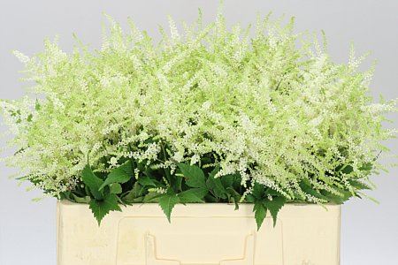 Farm Fresh Astilbe Washingthon(Bunch of 20 stems, length 50-60cm)