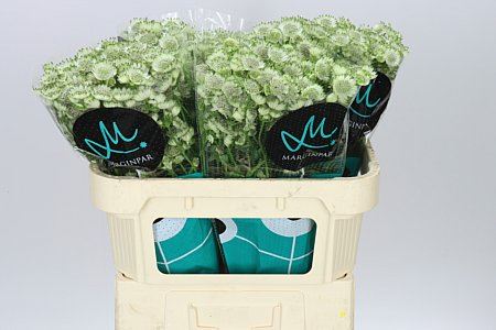 Farm Fresh Astrantia Billion Stars Astrantia (Bunch of 25 stems,Length 60 cm)
