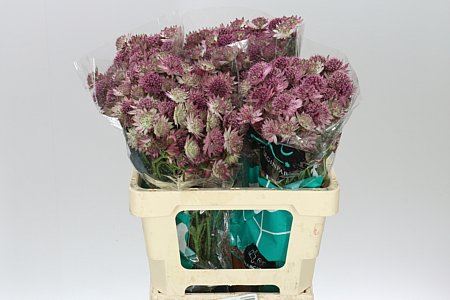 Astrantia Roma Astrantia ( Bunch of 25 stems , Length 60)