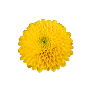 Farm Fresh SantIni Aurinko (Bunch of 25 stems, Length 50-60cm)