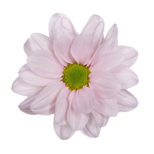 Farm Fresh Spray Chrysanthemum T Babe (Bunch of 5 stems, Length 70cm) (PACK OF 2)