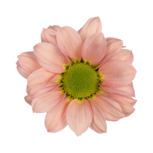 Farm Fresh Santini Babette (Bunch of 25 stems, Length 55cm)