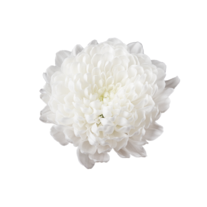Farm Fresh Santini Baykal (Bunch of 25 stems, Length 55cm)