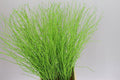Berk Apple Green
