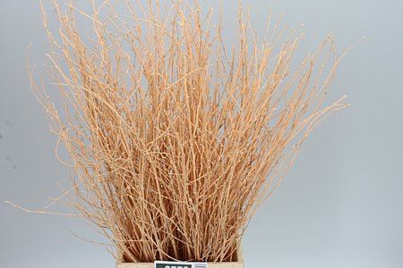 Berk Apricot