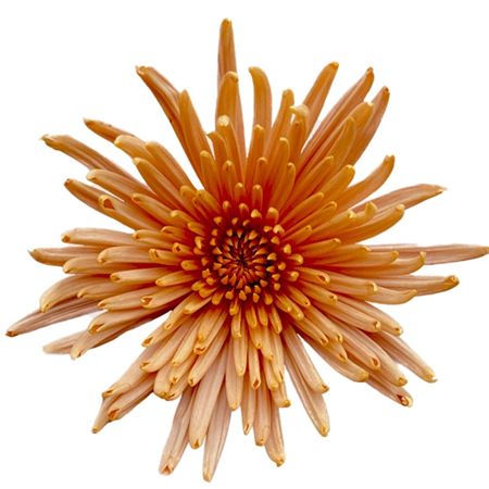 Farm Fresh Chrysanthemum G Anastasia Bronze Import
