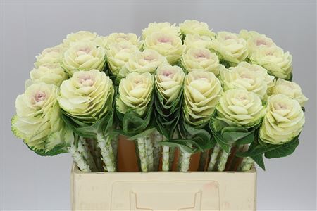 Brassica White Crane