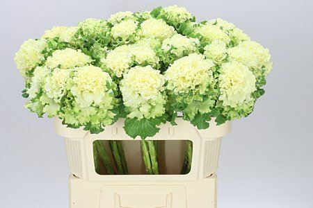 Brassica First White (Bunch of 10 stems,Length 60cm)
