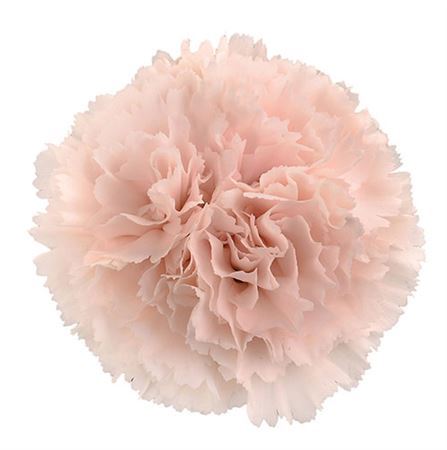 Farm Fresh Carnation Brut (Bunch of 25stems, Length 70cm)