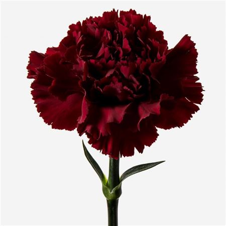 Farm Fresh Carnation Burgundy(Bunch of 25 stems, Length 70cm)