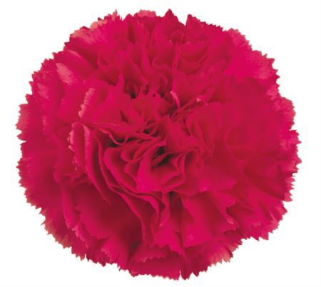 Farm Fresh Carnation Cerise(Bunch of 25 stems, Length 70cm)