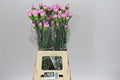 Farm Fresh Carnation Birmania(Bunch of 20 stems, Length 70cm)