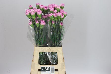 Farm Fresh Carnation Di St Birmania(Bunch of 20 stems, Length 70cm)