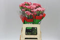 Farm Fresh Carnation Cheerio(Bunch of 20 stems, Length 60-70cm)
