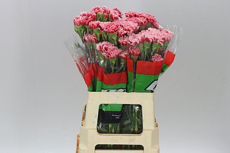 Farm Fresh Carnation Di St Cheerio(Bunch of 20 stems, Length 65cm)