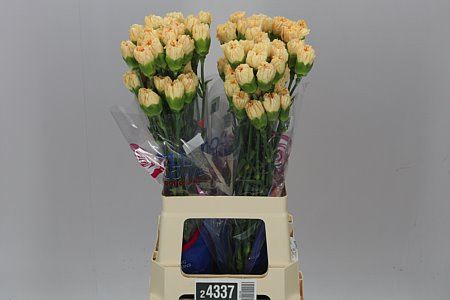 Farm Fresh Carnation Gold (Bunch of 20 stems, Length 70cm)