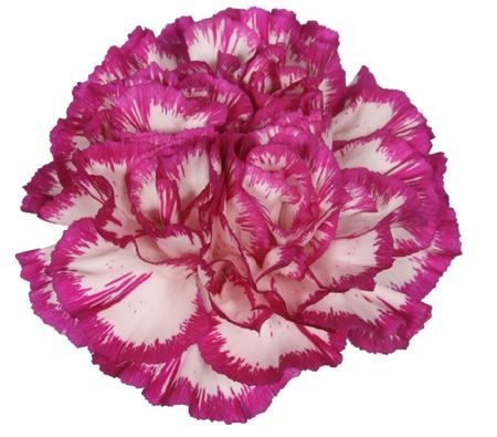 Farm Fresh Carnation Kino( Bunch of 25 stems, Length 70cm)