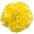 Farm Fresh Carnation Yellow(Bunch of25 stems, Length 70cm)