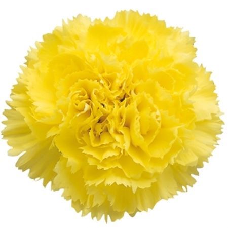 Farm Fresh Carnation Yellow(Bunch of25 stems, Length 70cm)