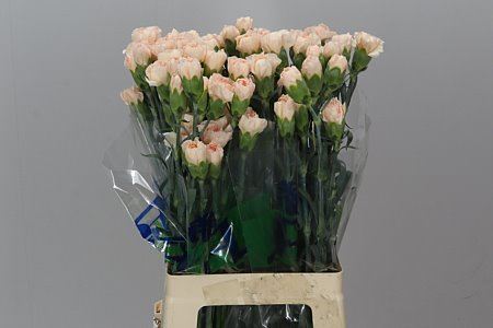 Farm Fresh Carnation Di St Epoca(Bunch of 20 stems, Length 70cm)