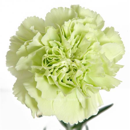 Farm Fresh Carnation Green (Bunch of 25 stems, Length 70cm)