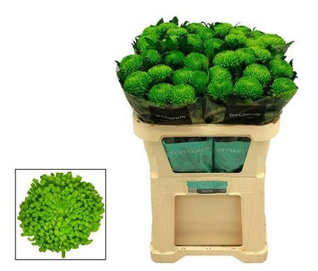 Farm Fresh Chrysanthemum G Alemani (Bunch of 10 stems, Length 70cm)