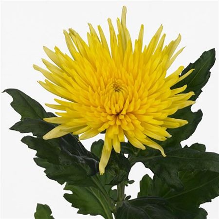 Farm Fresh Chrysanthemum G Anastasia Yellow Import (Bunch of 10units, Length 70cm)