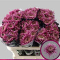 Farm Fresh Chrysanthemum G Baltazar Inten ( Bunch of 10 stems, Length 70cm)