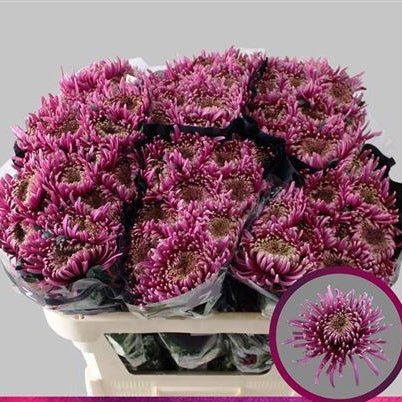 Chr G Baltazar Inten ( Bunch of 10 stems, Length 70cm)