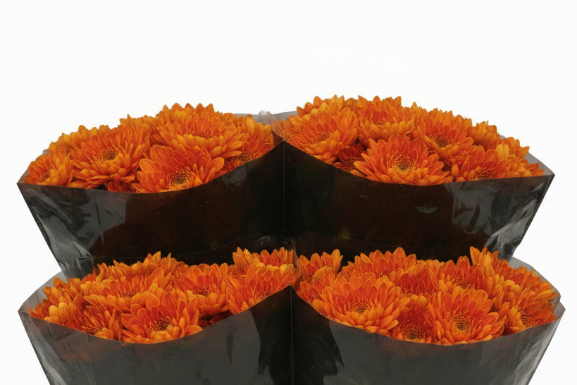 Farm Fresh Chrysanthemum G Bellavista ( Bunch of 10 stems, Length 70-80cm)