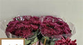 Farm Fresh Chrysanthemum G Bigoudi Purple (Bunch of 10 stems, Length 80cm)