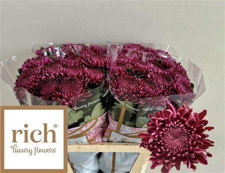 Chr G Bigoudi Purple (Bunch of 10 stems, Length 80cm)